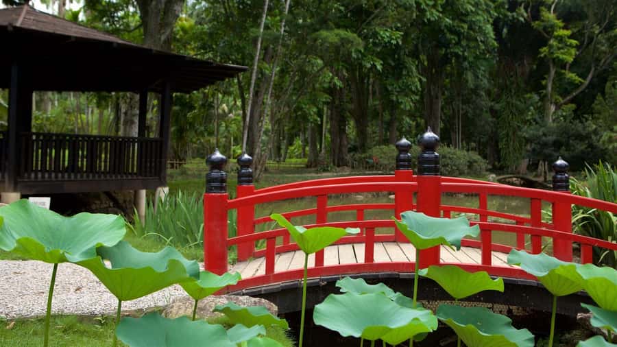 Rio de Janeiro: Tijuca National Park & Botanic Garden Tour - Botanic Garden: 7,000+ species, and what to look for