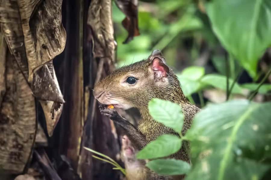 Rio de Janeiro: Tijuca National Park & Botanic Garden Tour - Tijuca National Park: why this urban rainforest feels different