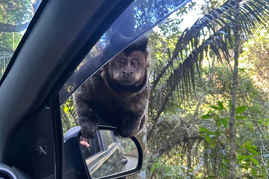 Rio de Janeiro: Tijuca National Park Tour - Tijuca’s Urban Jungle: Why Rio’s Forest Feels Different