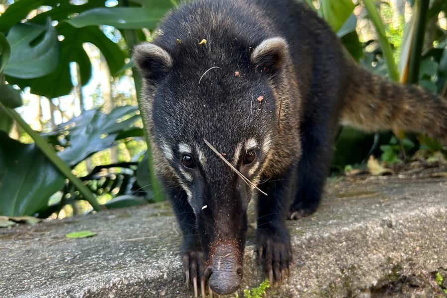 Rio de Janeiro: Tijuca National Park Tour - Guide Quality, Photos and Videos, and the Real Value of $79