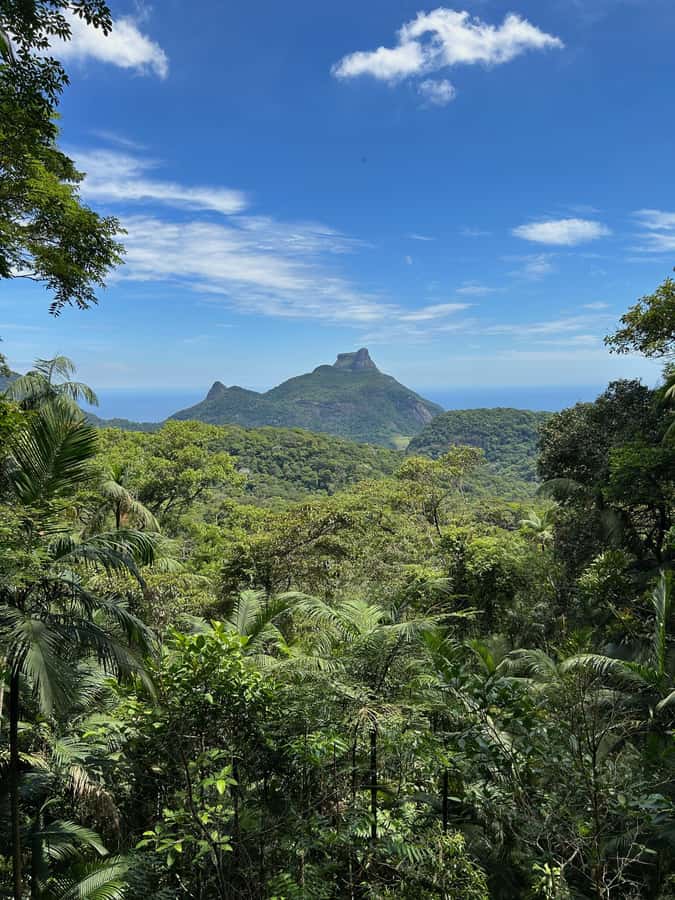 Rio de Janeiro: Tijuca National Park Tour - 7:30 Pickup and the Ride to Sector A Viewpoints