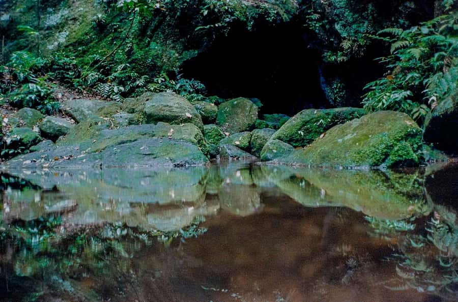 Rio: Half-Day Jeep Tour at Floresta da Tijuca - A Half-Day Tour That Gives You Both Rio and the Rainforest