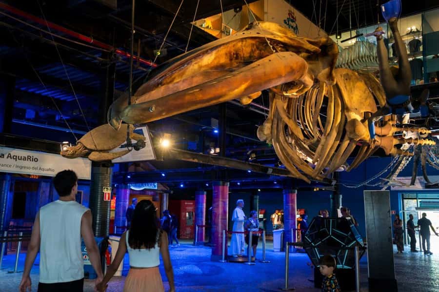 Rio: Olympic Boulevard, AquaRio and Museum of Tomorrow Tour - Quick Tips That Make This Tour Easier