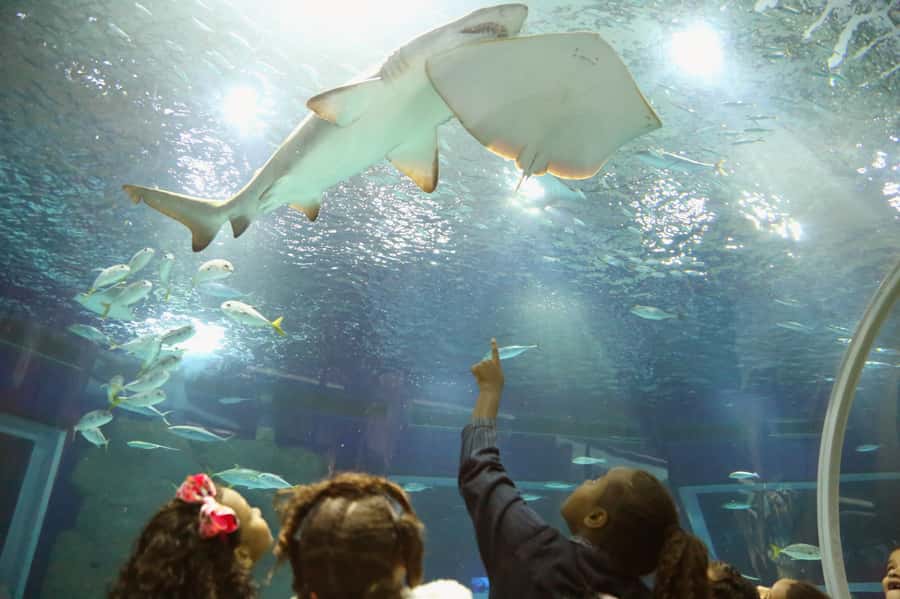 Rio: Olympic Boulevard, AquaRio and Museum of Tomorrow Tour - What Happens During the 4 Hours (and Where Time Goes)