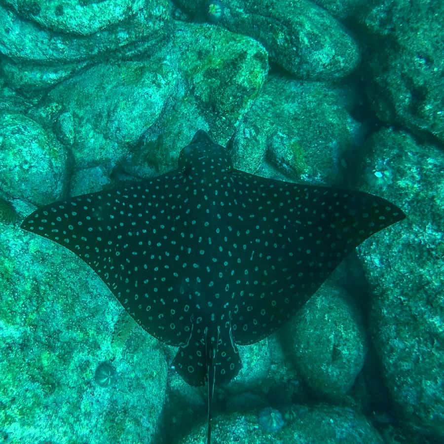 Rio: Snorkel & Swim with Turtles Tour at Tijuca Islands - Wildlife expectations: turtles, stingrays, birds, and the occasional slow day