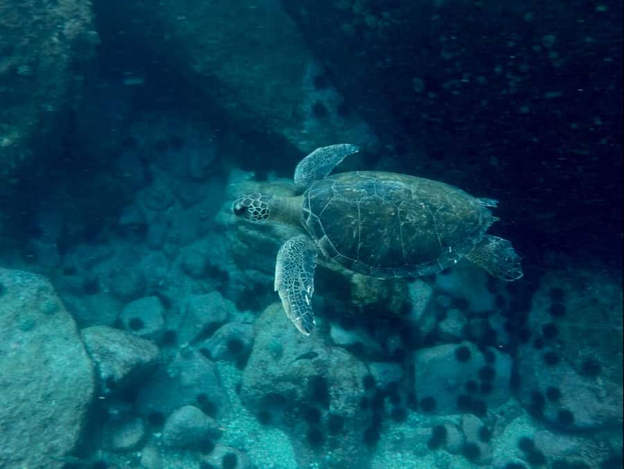 Rio: Snorkel & Swim with Turtles Tour at Tijuca Islands - What you actually get on board: gear and guidance