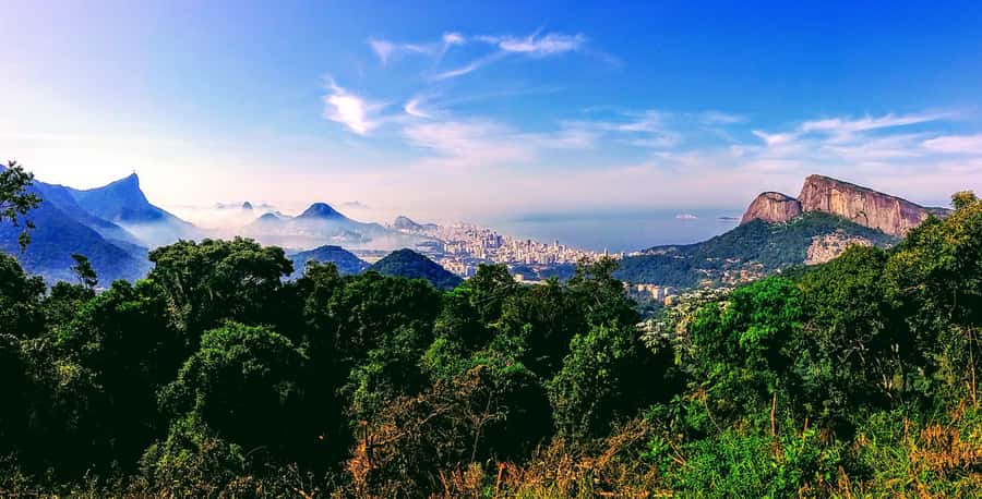 Rio: Tijuca National Park Small-Group Hike to Pedra Bonita - Learning the Forest Story: Coffee Farms and 19th-Century Reforestation