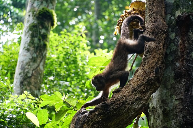 Tijuca Forest Hike - Waterfalls & Caves, Nature & Wild Life! - Guides who make it feel personal (and yes, they help with photos)