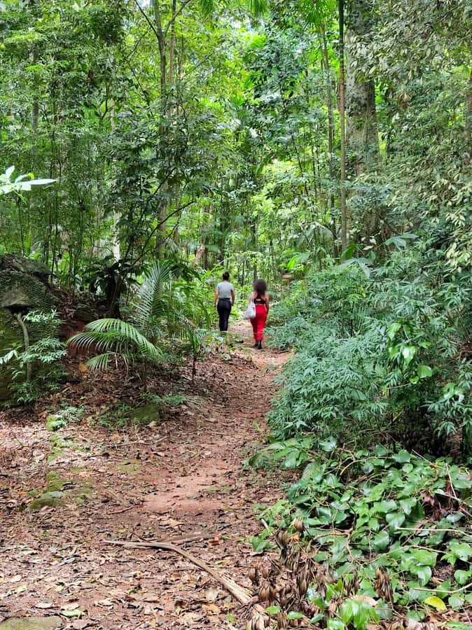 Tijuca Forest´s hike: caves, waterfalls and great views - Tijuca Forest from Alto da Boa Vista: the urban escape that feels real