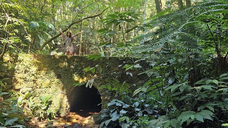 Tijuca National Park and all its wonders! - Wildlife Viewing: Sloths, Monkeys, Coatis, and the Art of Not Spooking Them