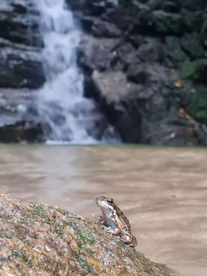 Tijuca Rain Forest - Adventure through Waterfalls & Caves - Quick hits before you go